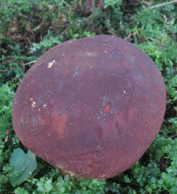 oggi 30.9.2005 (Boletus pinophilus e Sparassis crispa)